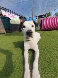 Rescue, re-homing and socialisation: beating the odds