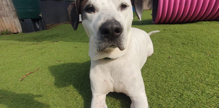 Rescue, re-homing and socialisation: beating the odds